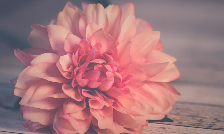 Ficha rosa
